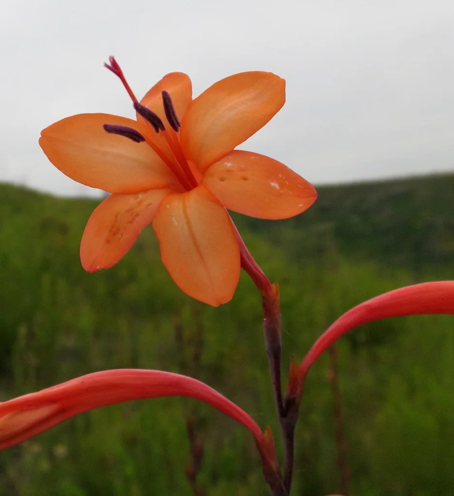 Watsonia Pillansii