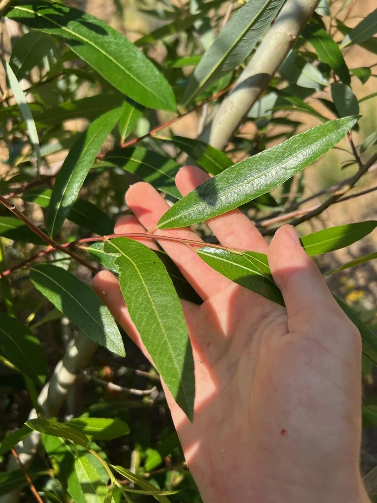 Salix Laevigata