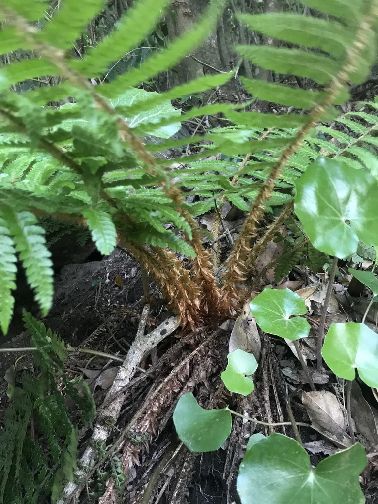 Polystichum Polyblepharum