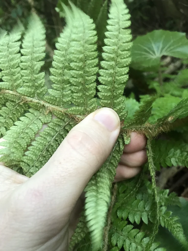 Polystichum Polyblepharum