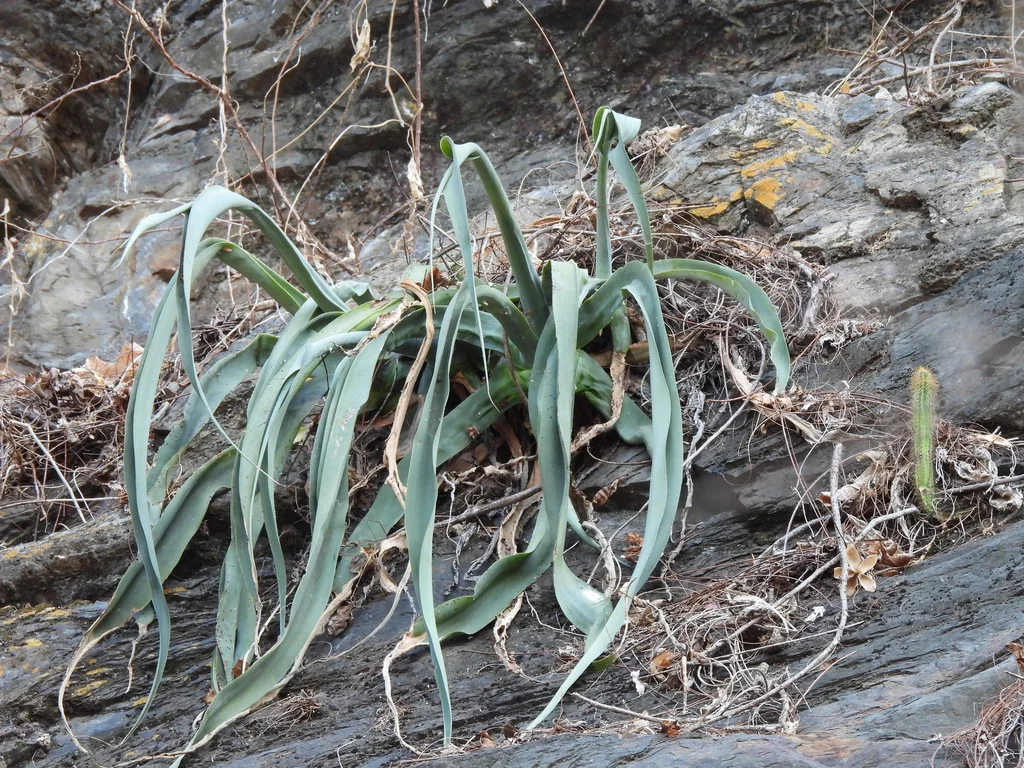 Agave Vilmoriniana