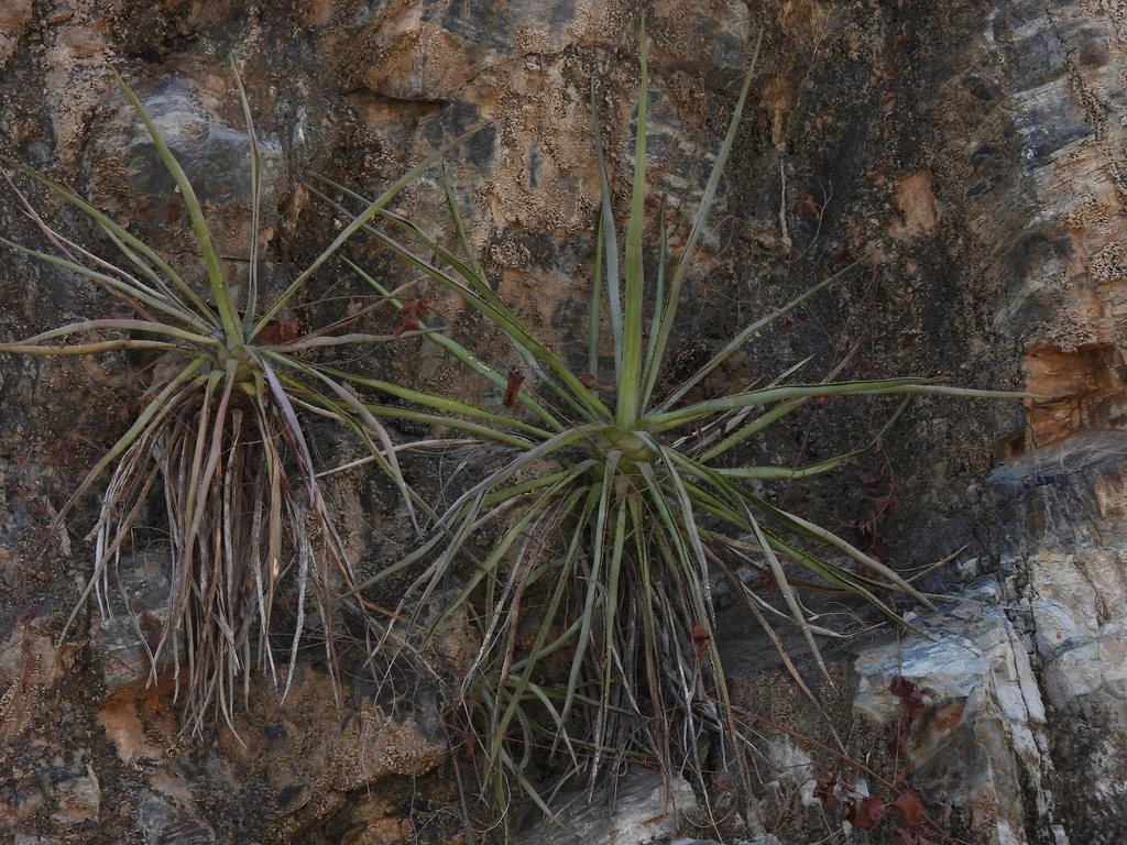 Agave Angustifolia V. Marginata