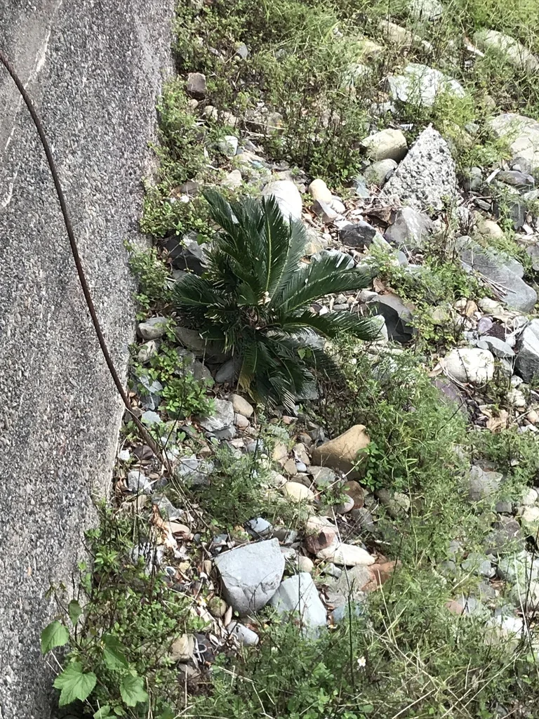 Cycas Revoluta
