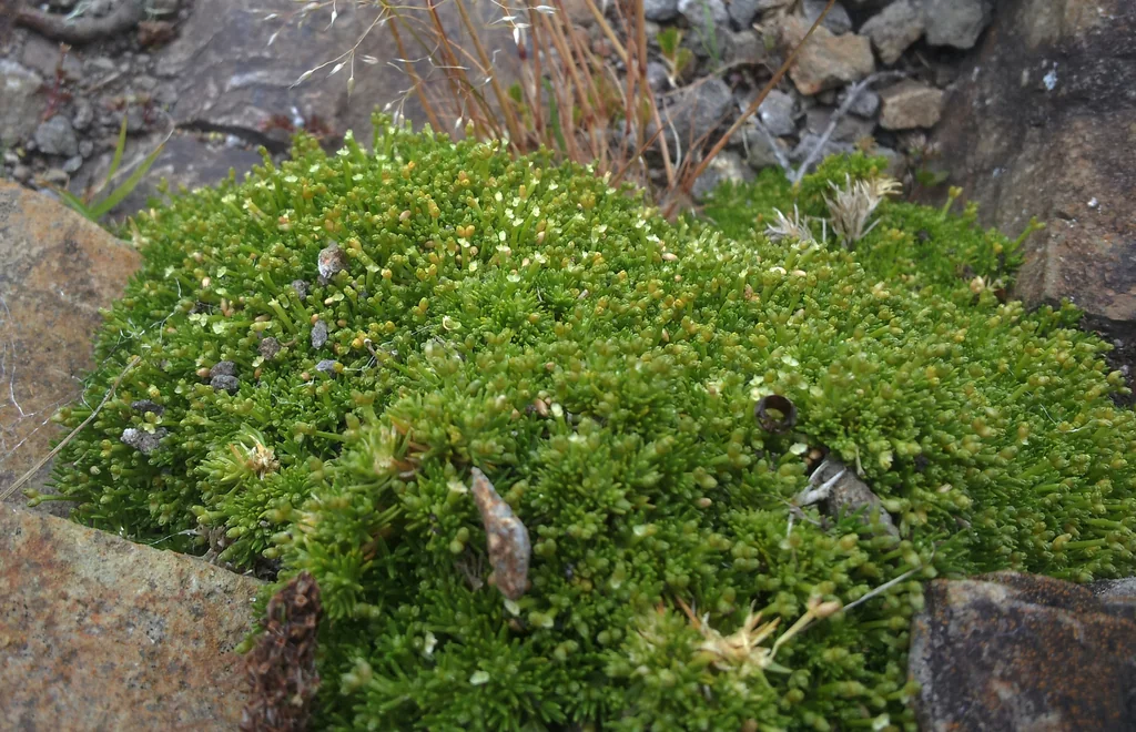 Scleranthus Biflorus