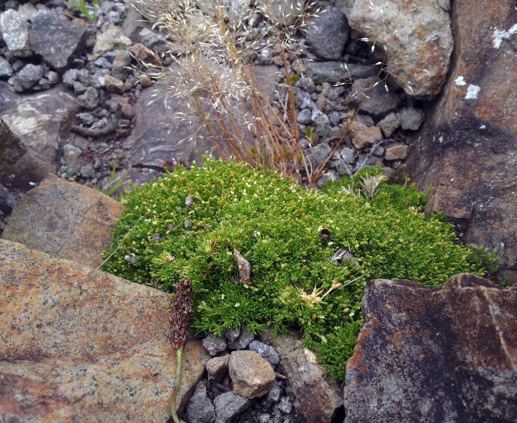 Scleranthus Biflorus