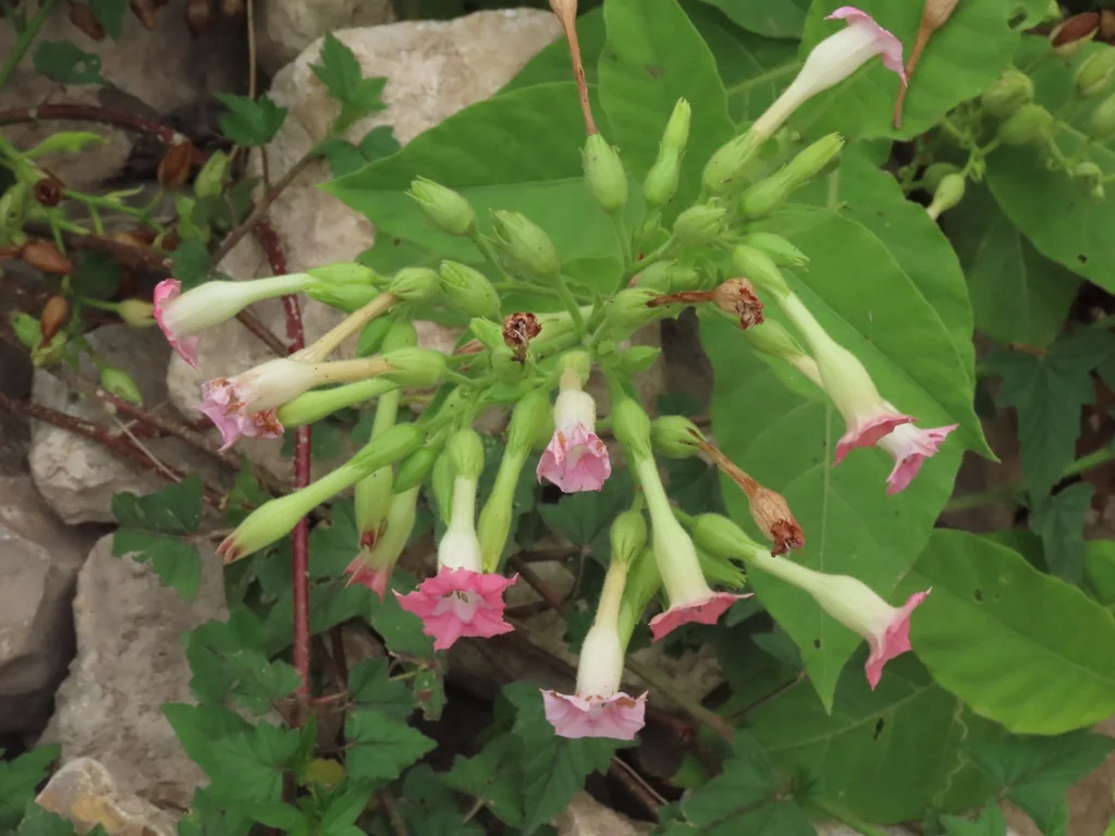 Nicotiana Tabacum