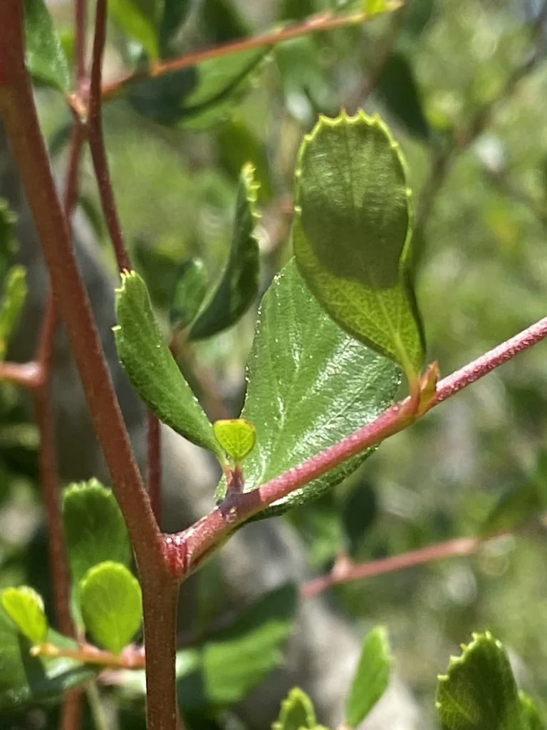 Cercocarpus Minutiflorus
