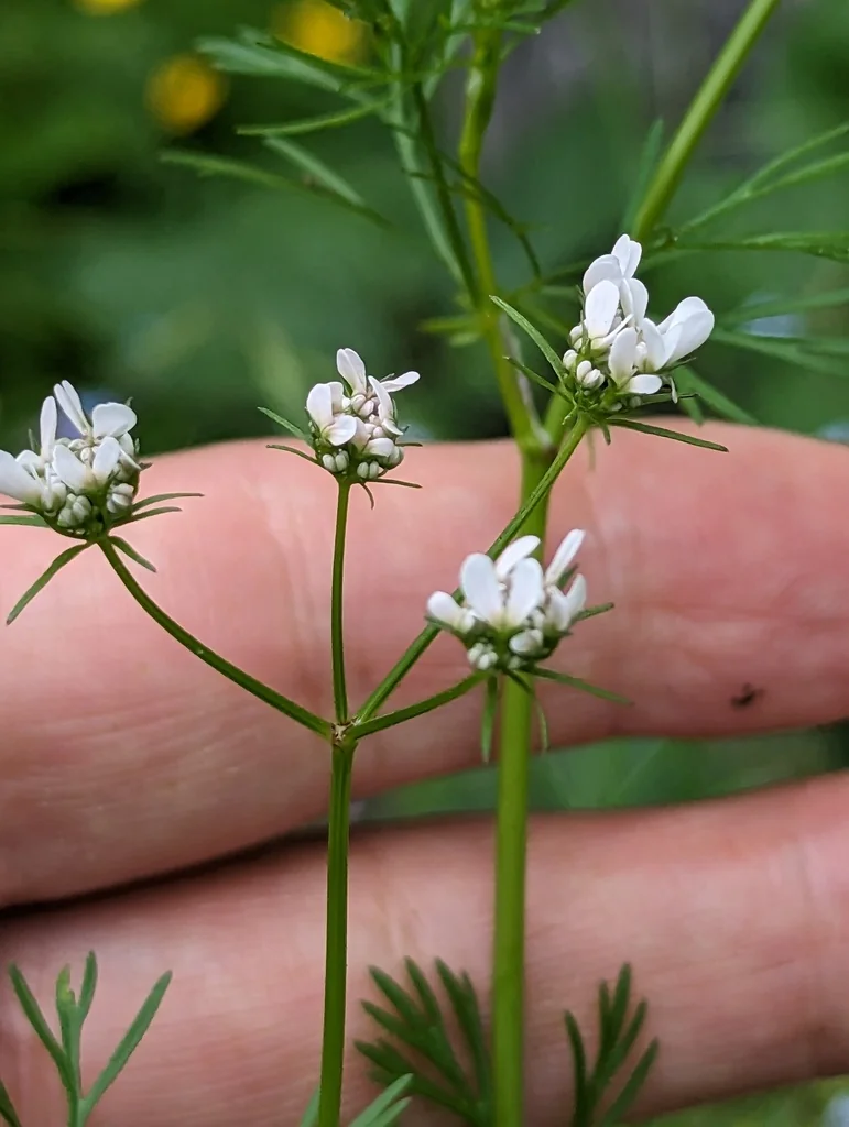 Coriandrum Sativum