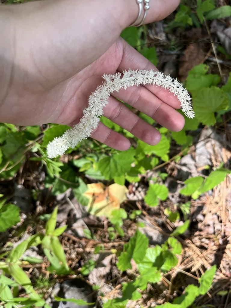 Chamaelirium Luteum