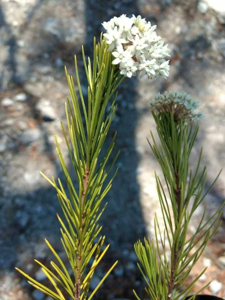 Asclepias Linaria