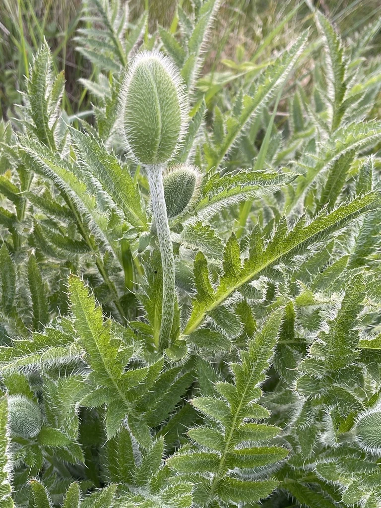 Papaver Orientale