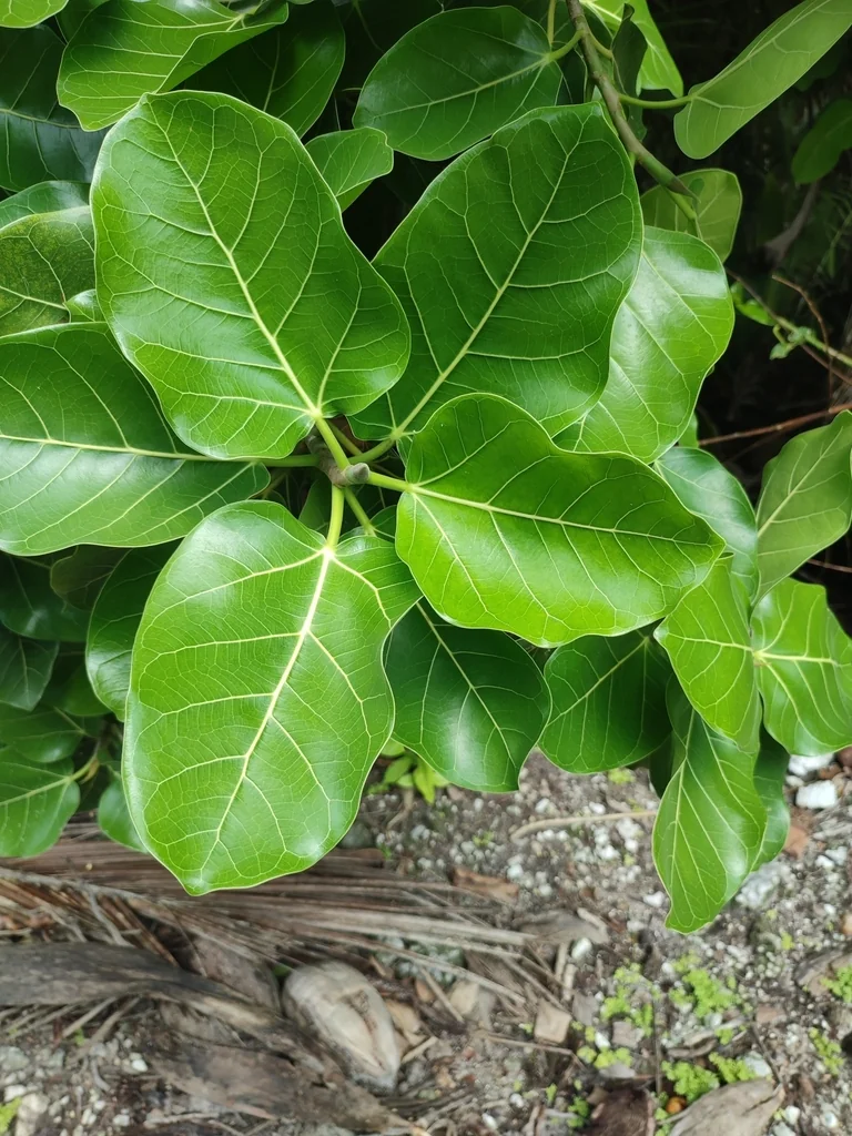 Ficus benghalensis