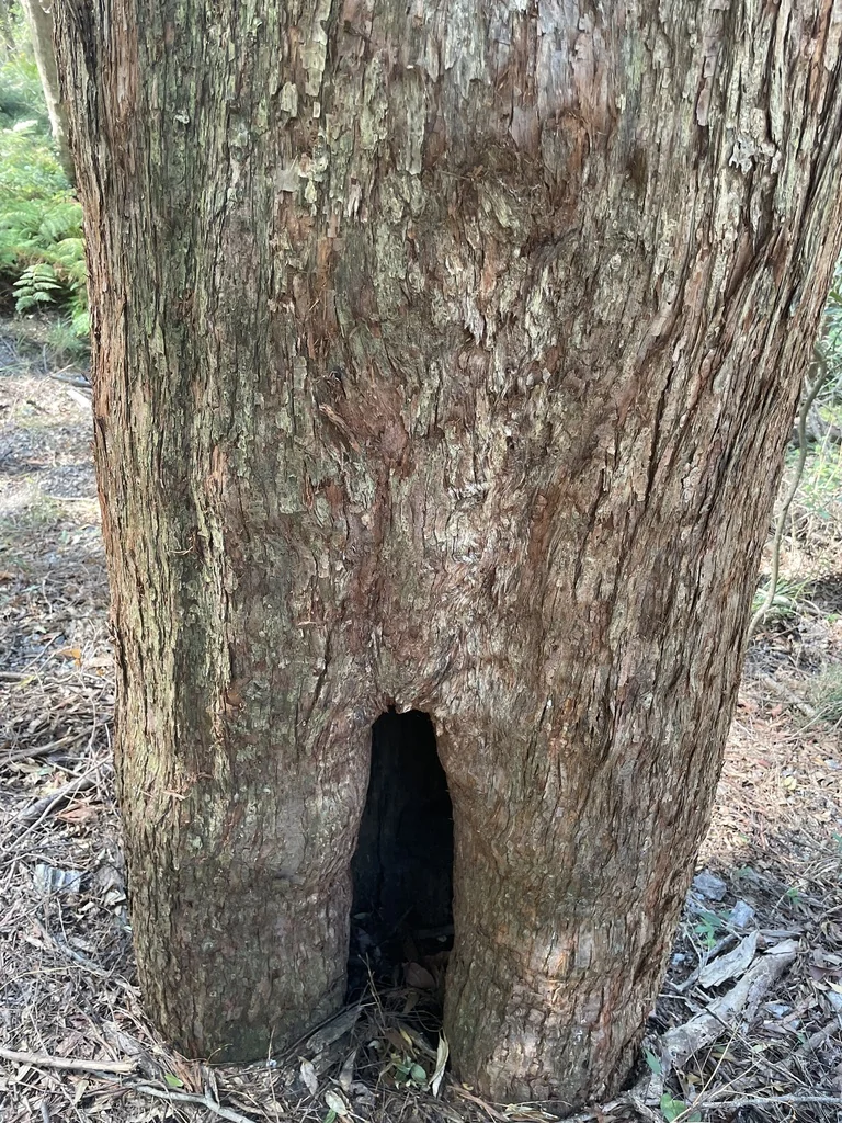 Eucalyptus Microcorys