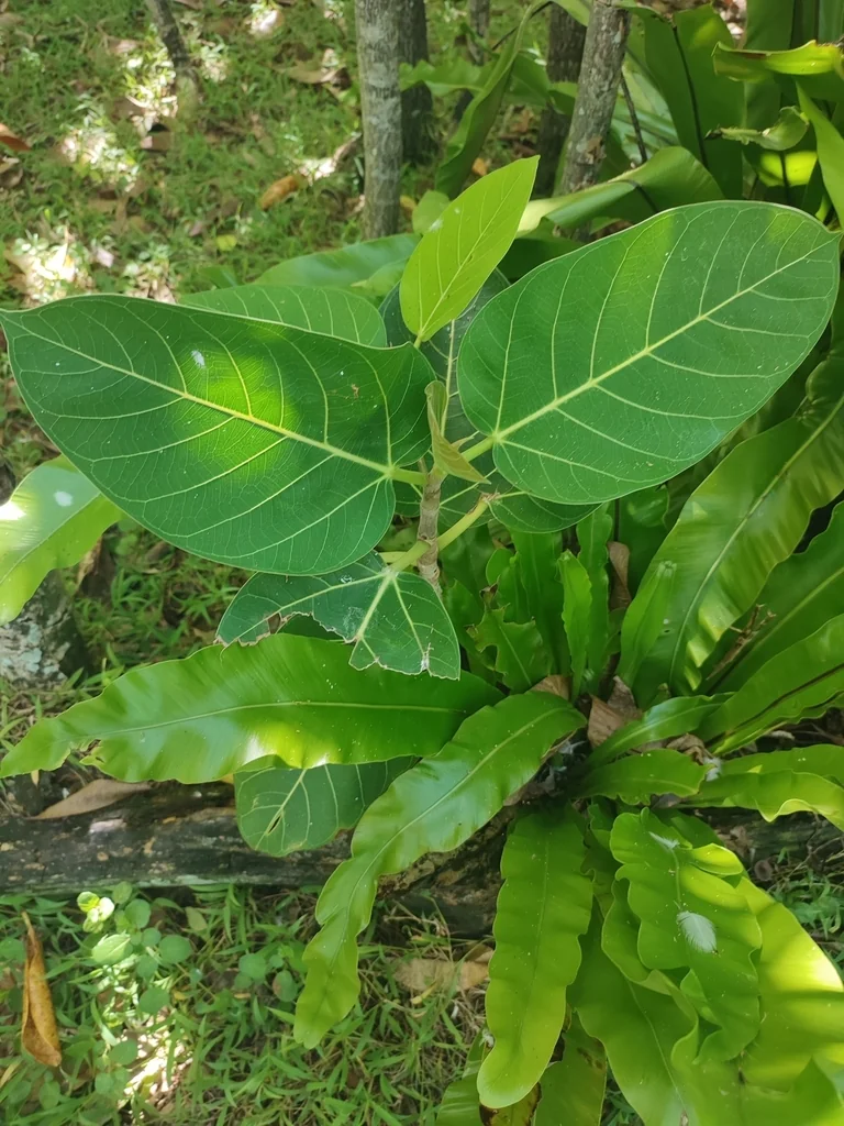 Ficus benghalensis