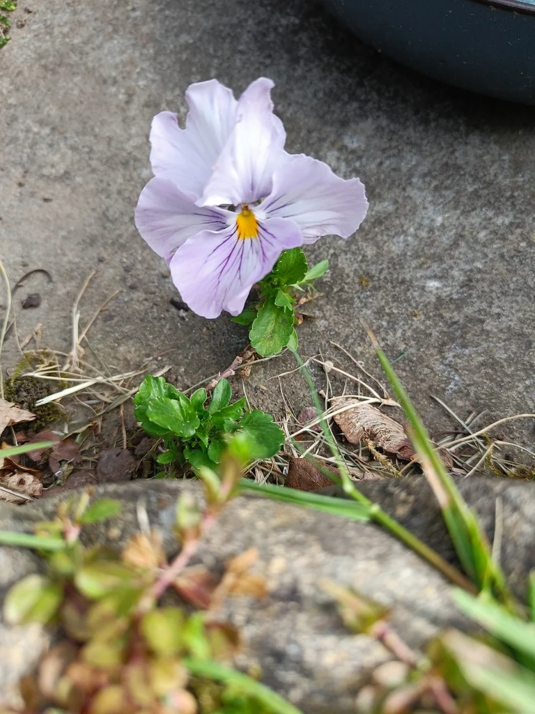 Viola X Wittrockiana