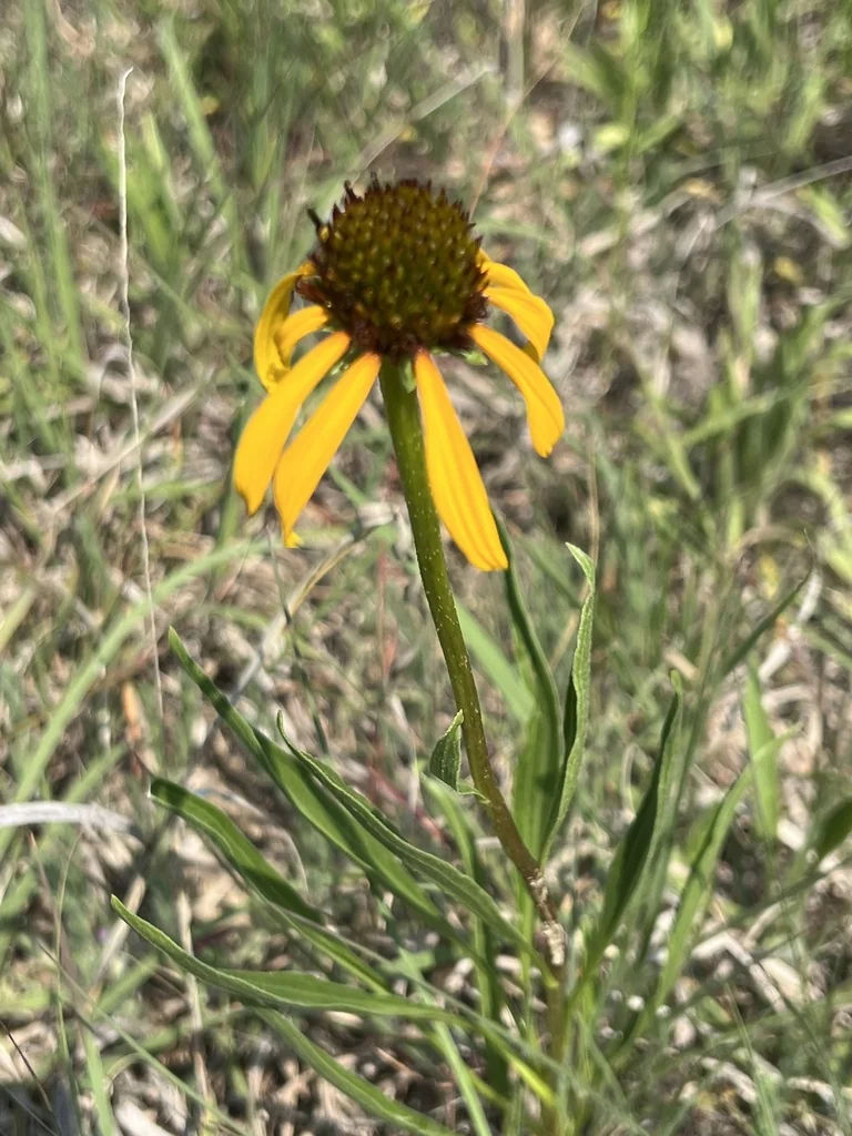 Echinacea Paradoxa