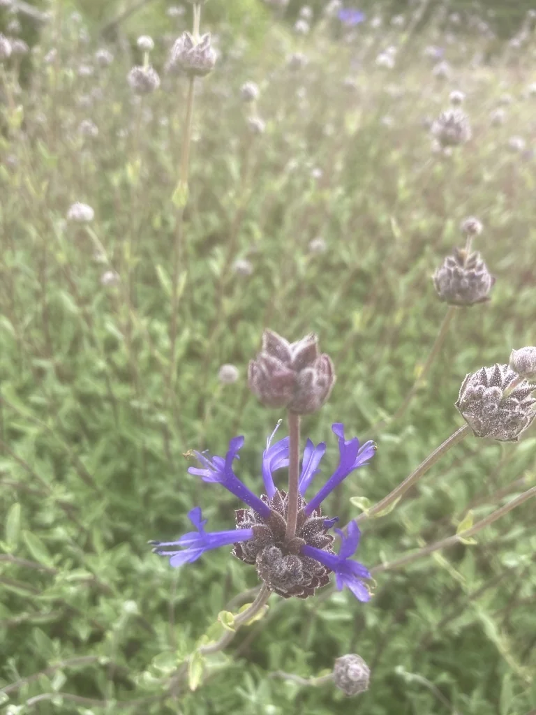 Salvia Clevelandii