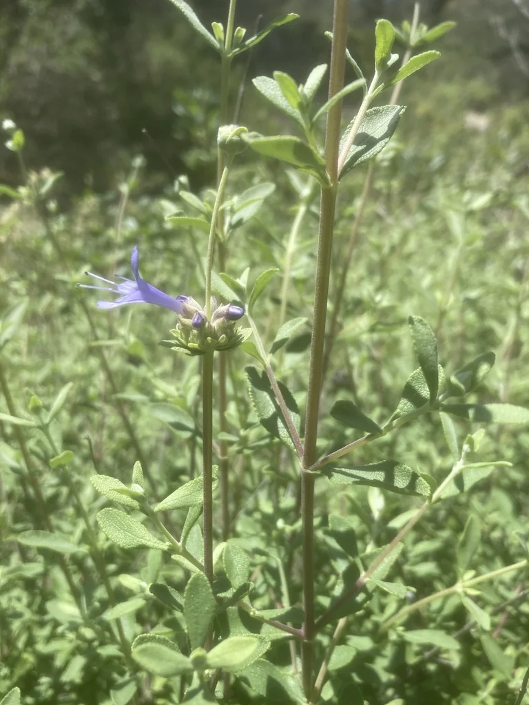 Salvia Clevelandii