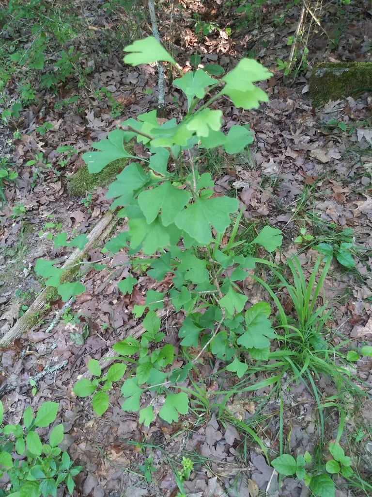Ginkgo Biloba