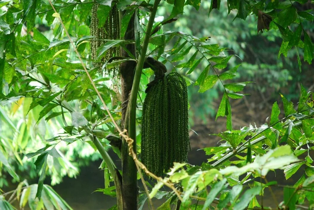 Caryota Mitis
