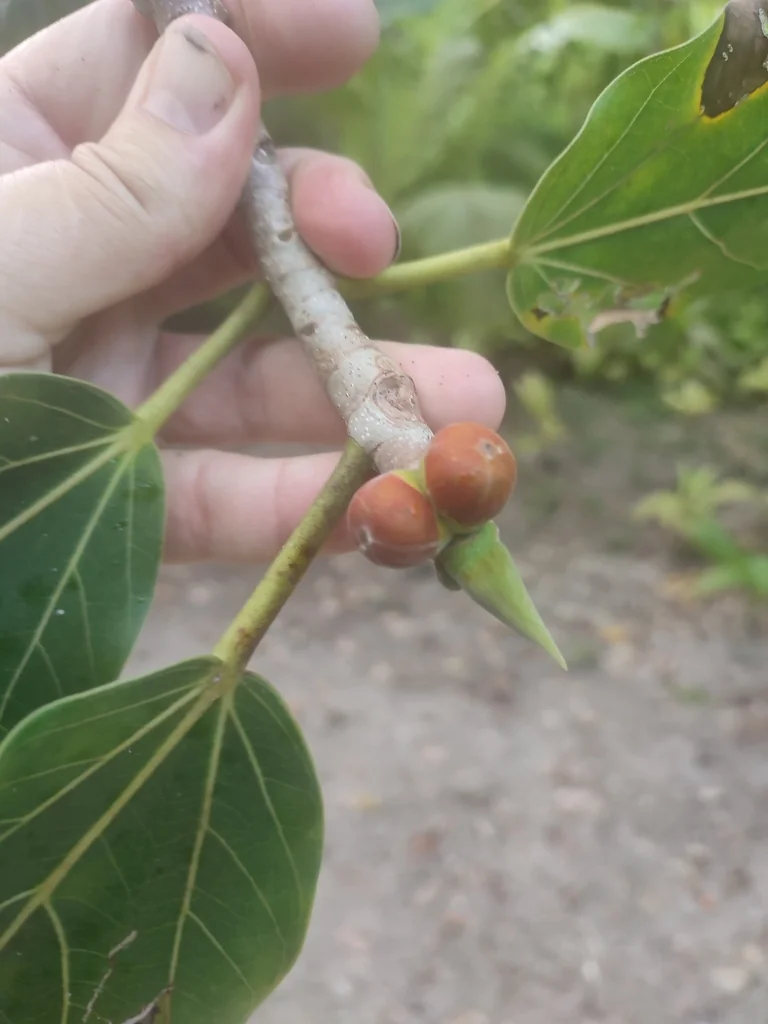 Ficus benghalensis