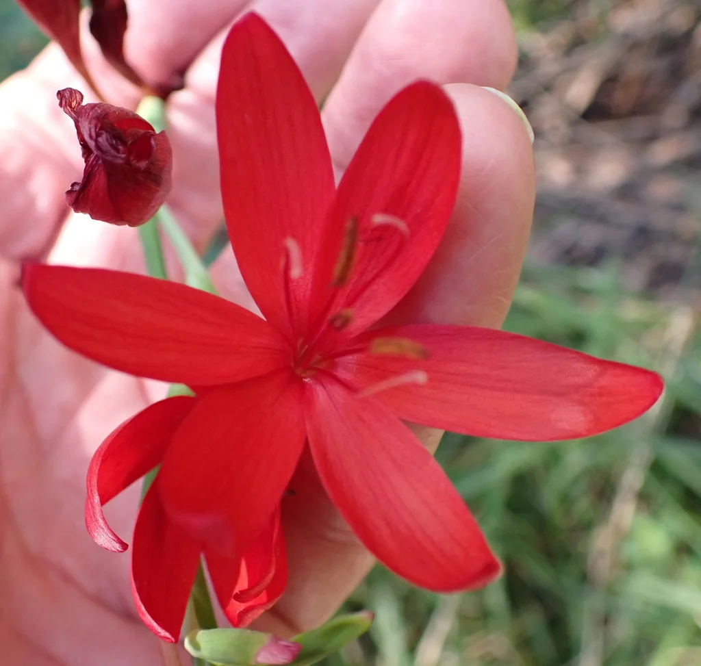Schizostylis Coccinea