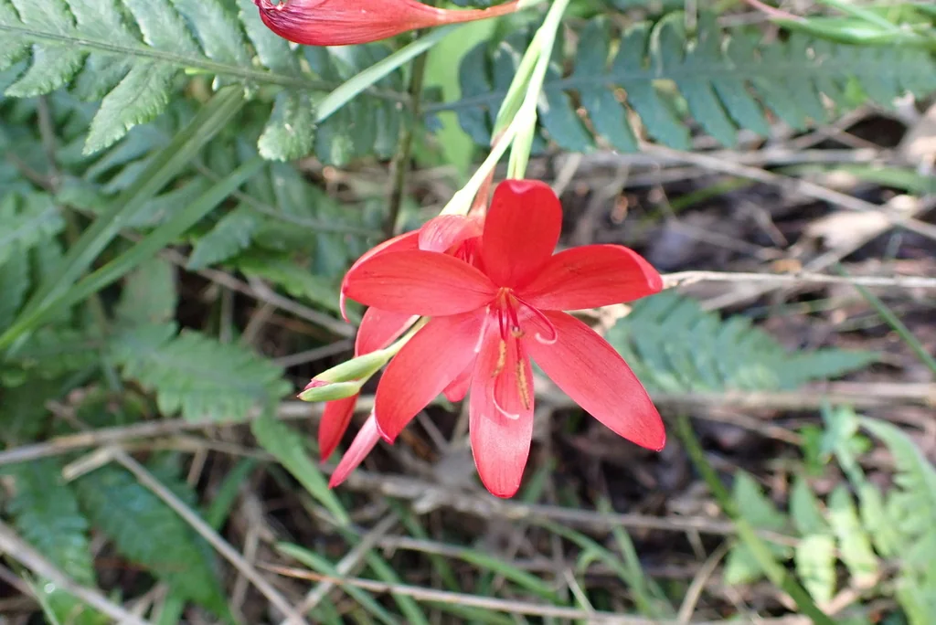 Schizostylis Coccinea
