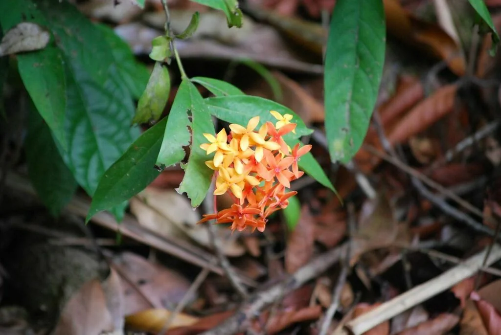 Ixora Coccinea