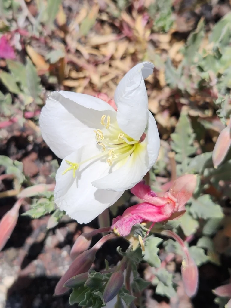 Oenothera californica