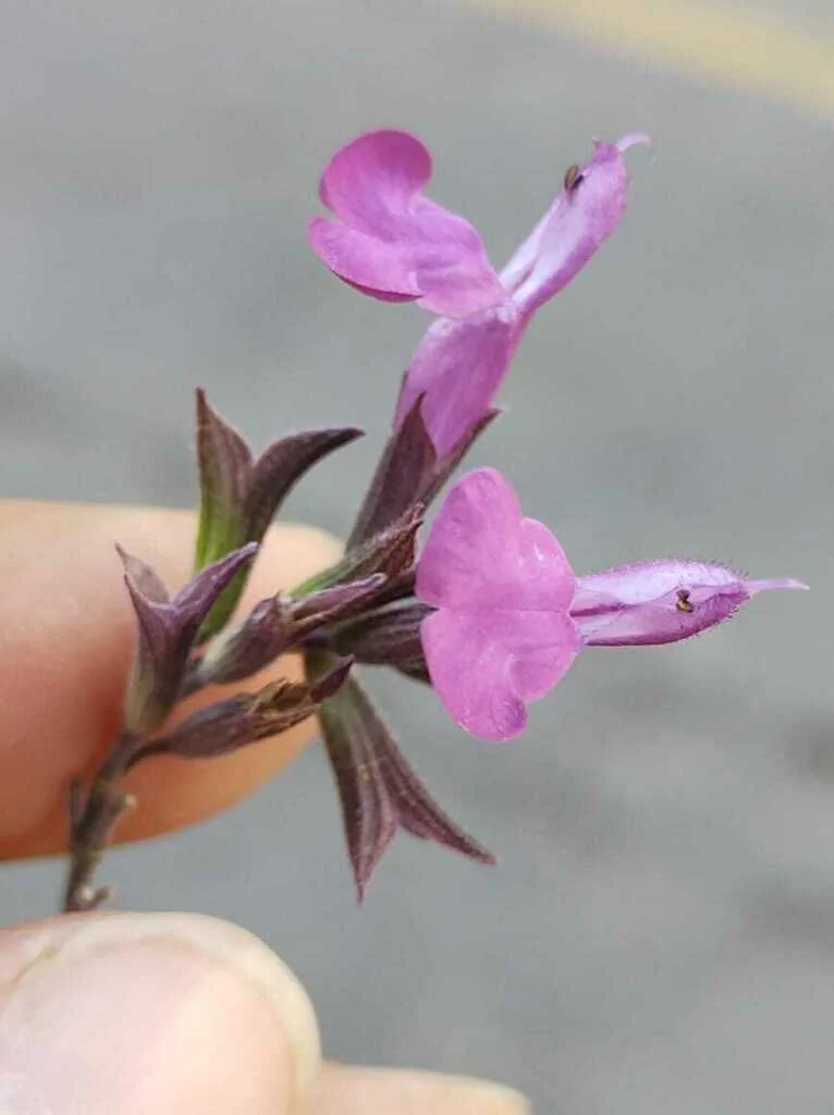 Salvia Microphylla