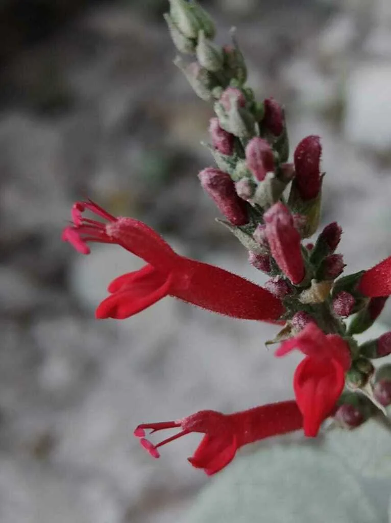 Salvia Elegans