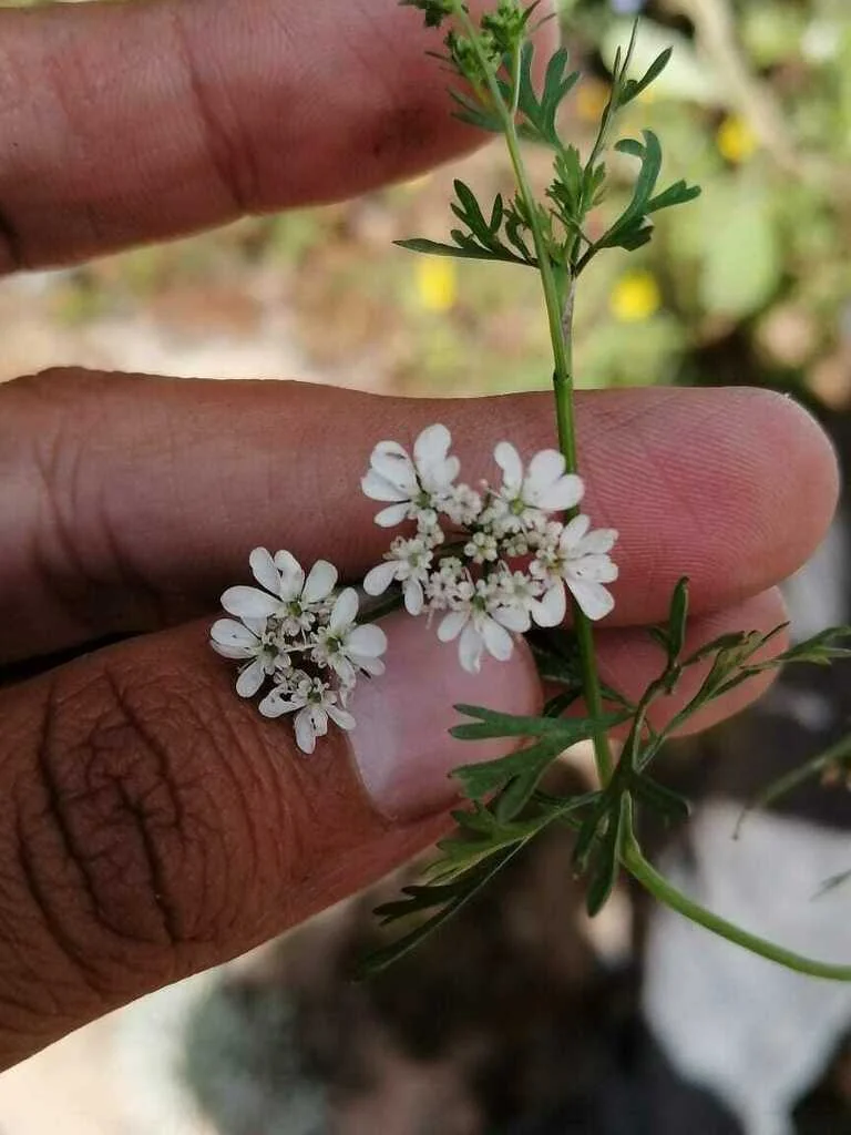 Coriandrum Sativum