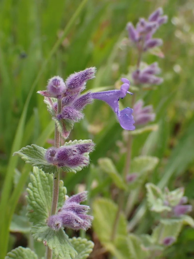 Nepeta Racemosa
