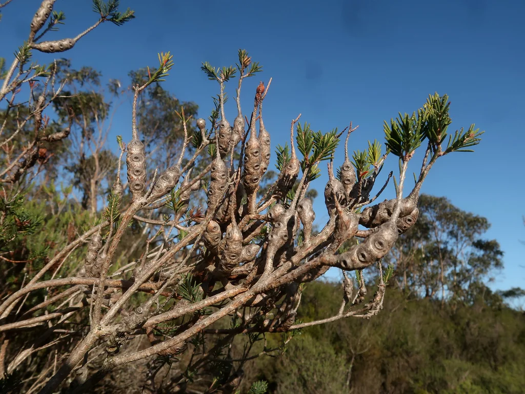 Melaleuca Decussata