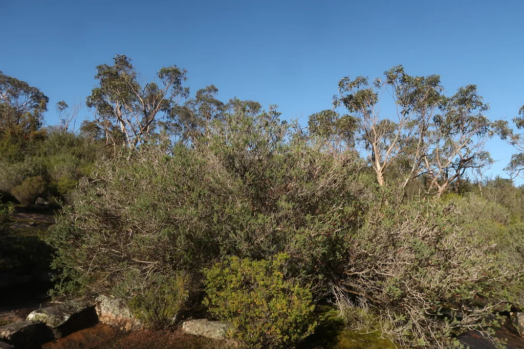 Melaleuca Decussata