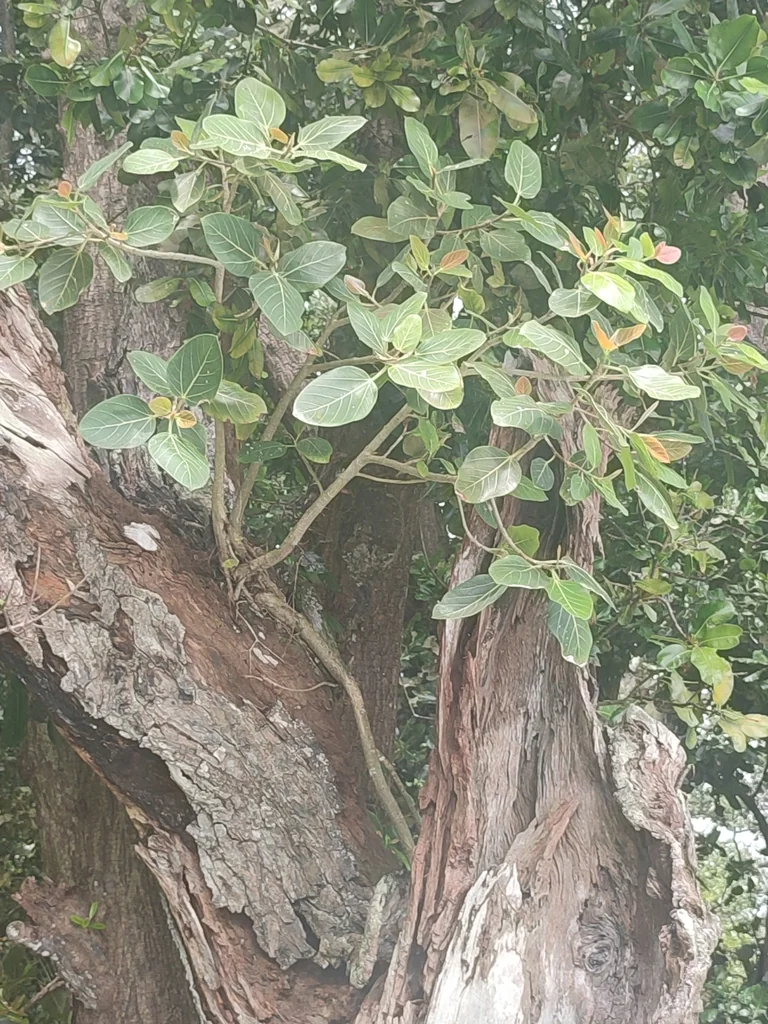 Ficus benghalensis