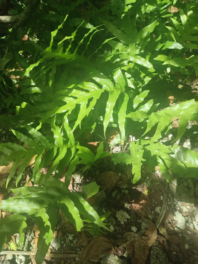 Polypodium Scolopendria