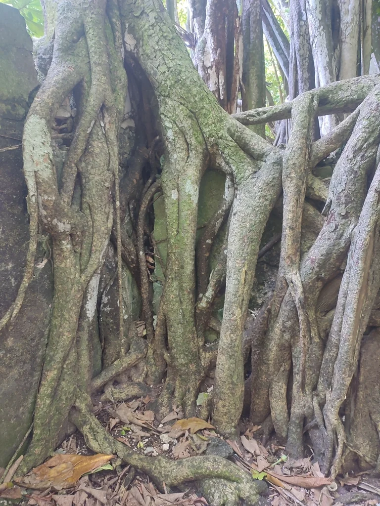 Ficus benghalensis