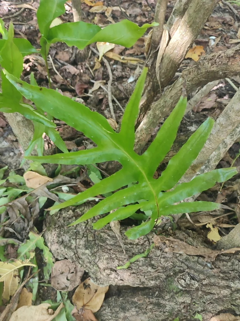 Polypodium Scolopendria