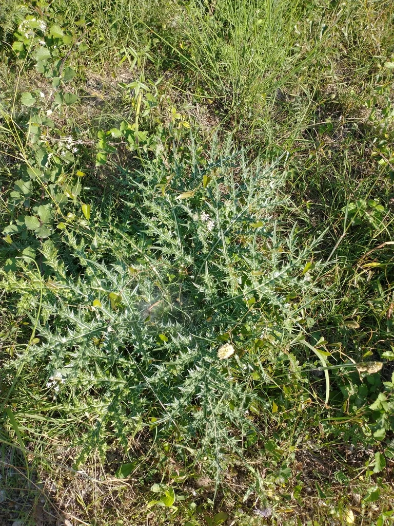 Acanthus Spinosus