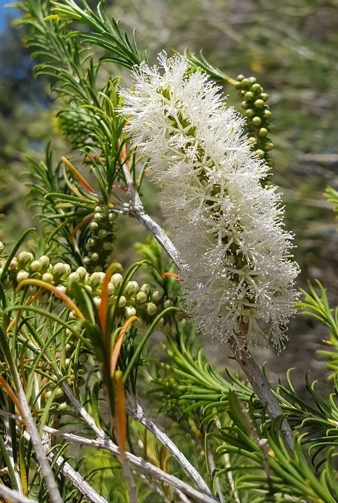 Melaleuca Armillaris