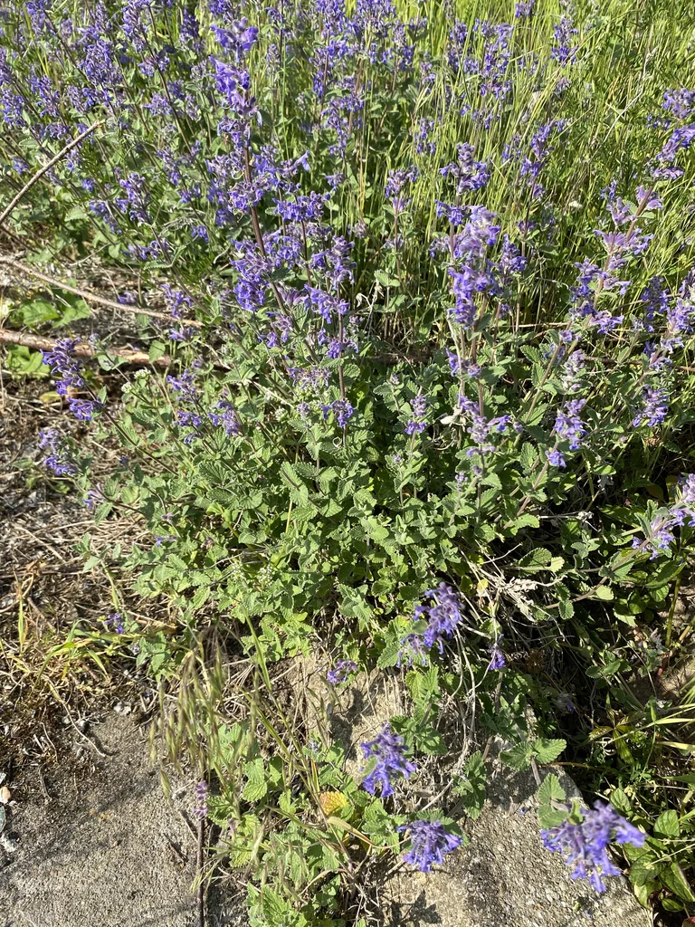 Nepeta X Faassenii