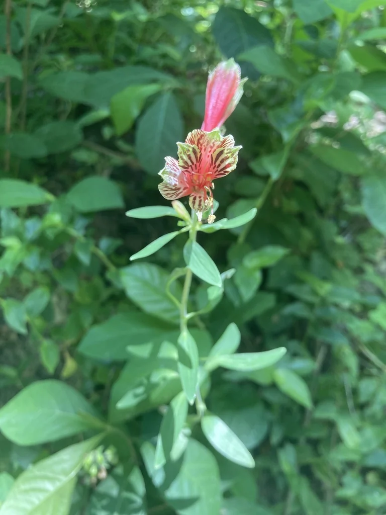 Alstroemeria Psittacina
