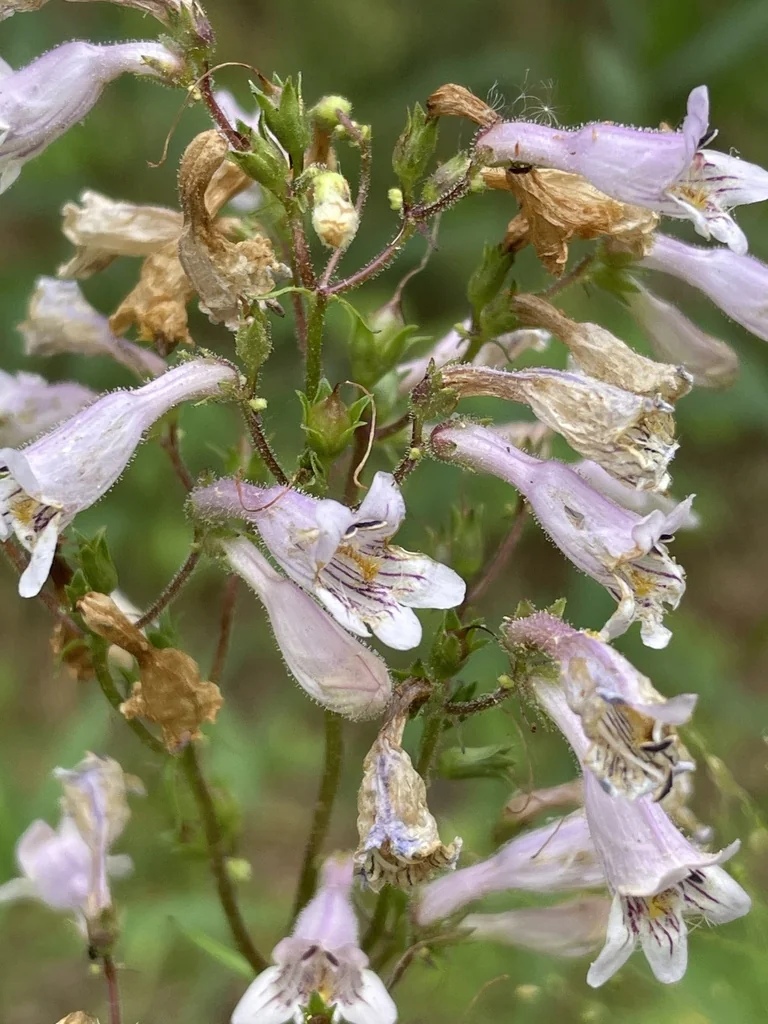 Penstemon Laevigatus