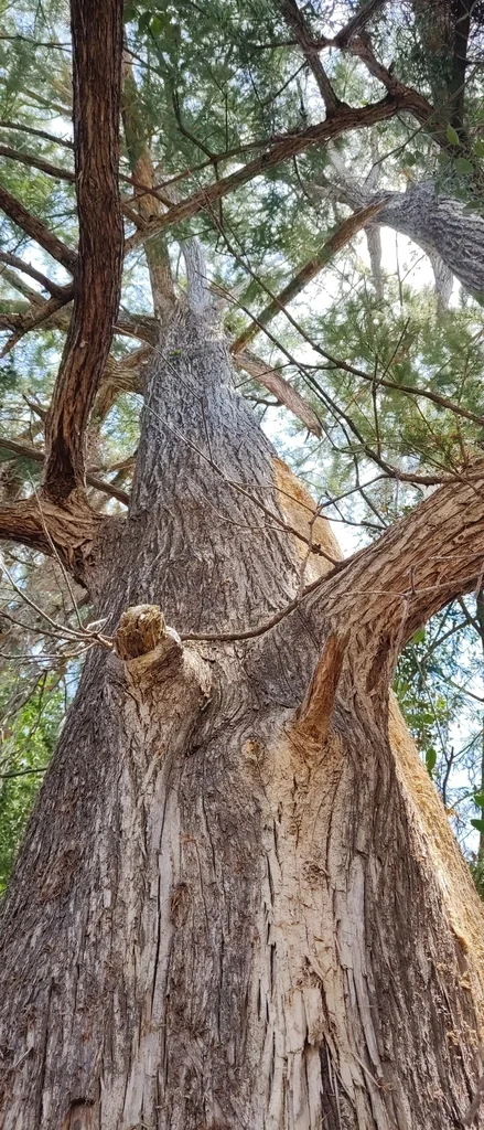 Taxodium Mucronatum