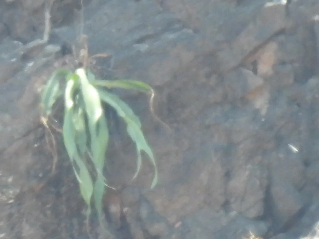 Agave Vilmoriniana
