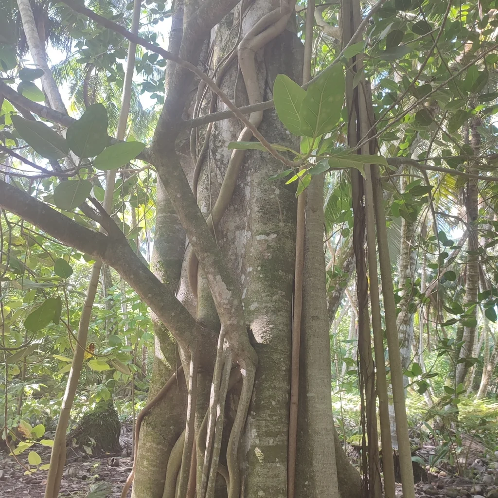 Ficus benghalensis