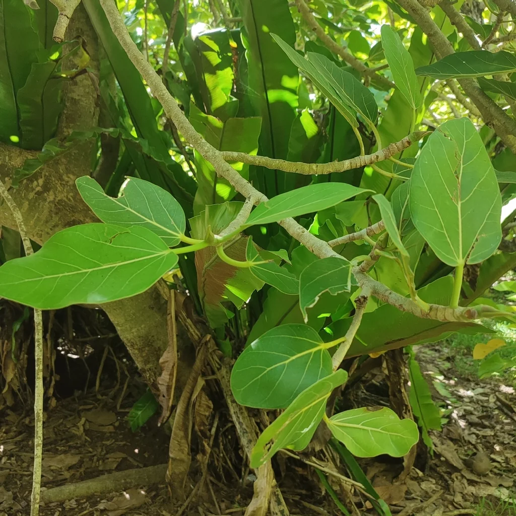 Ficus benghalensis