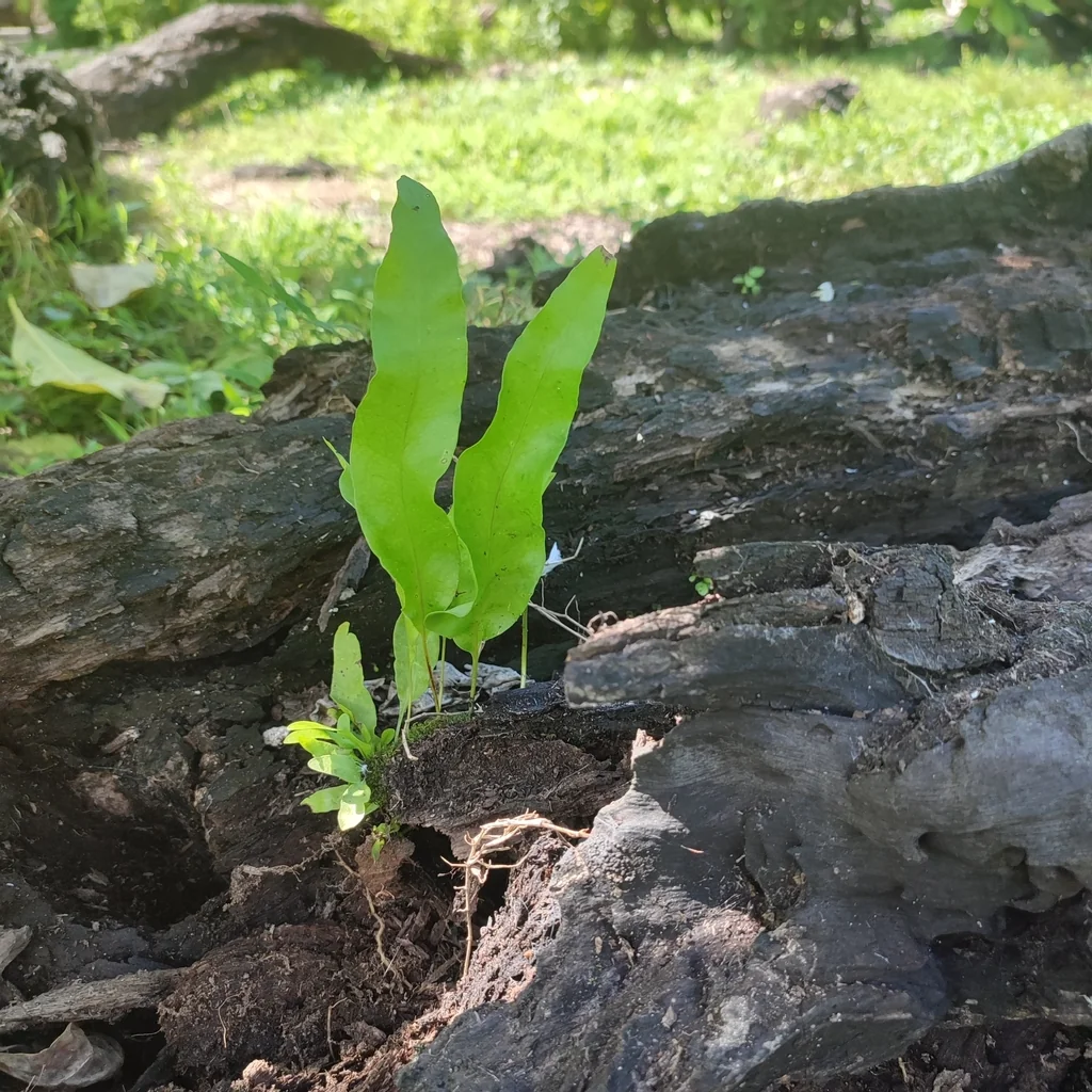 Polypodium Scolopendria