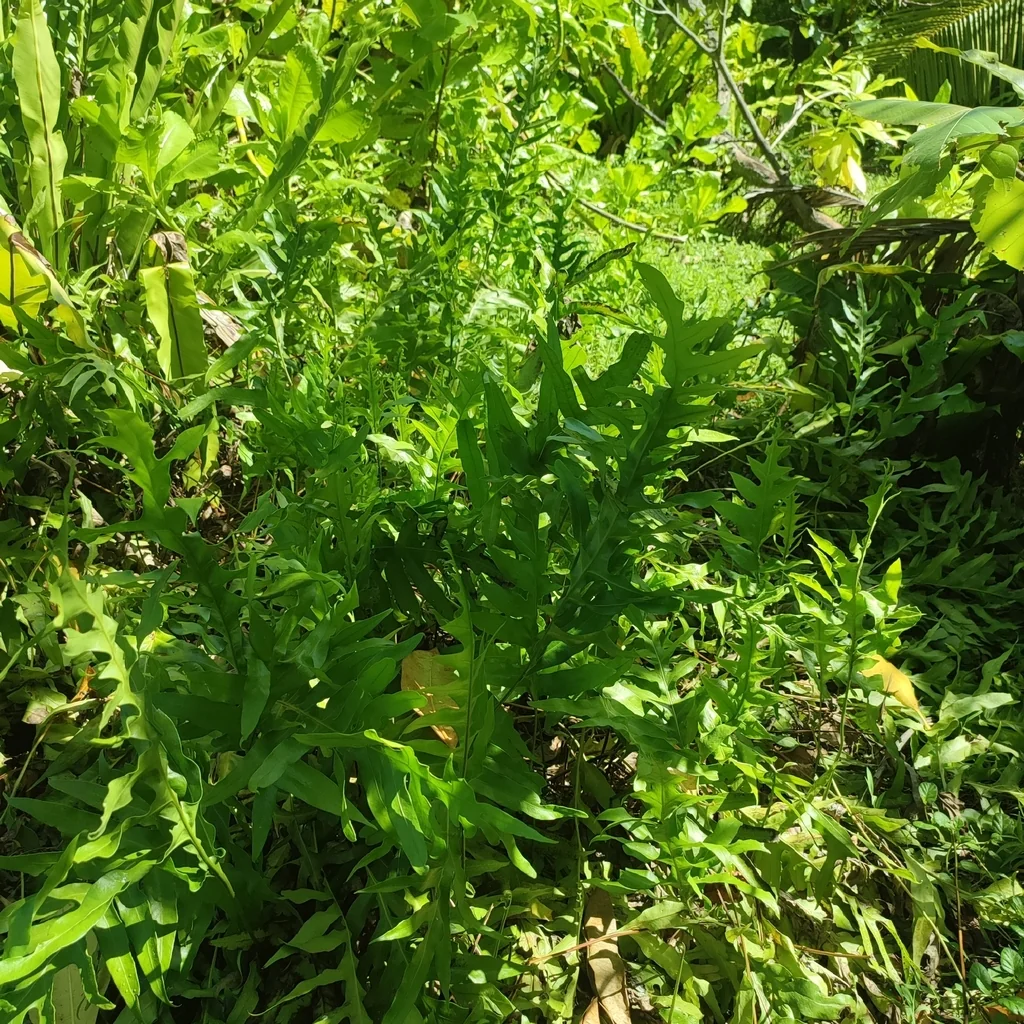 Polypodium Scolopendria